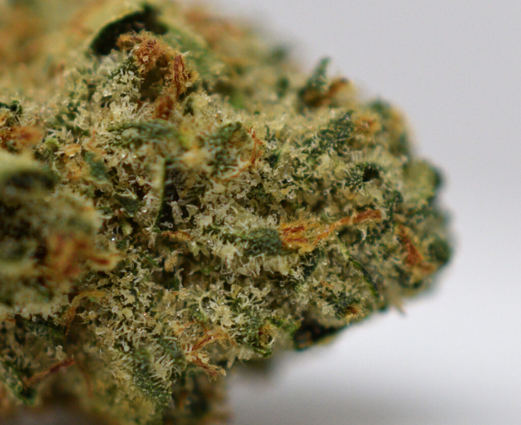 Blueberry Cheesecake Up Close