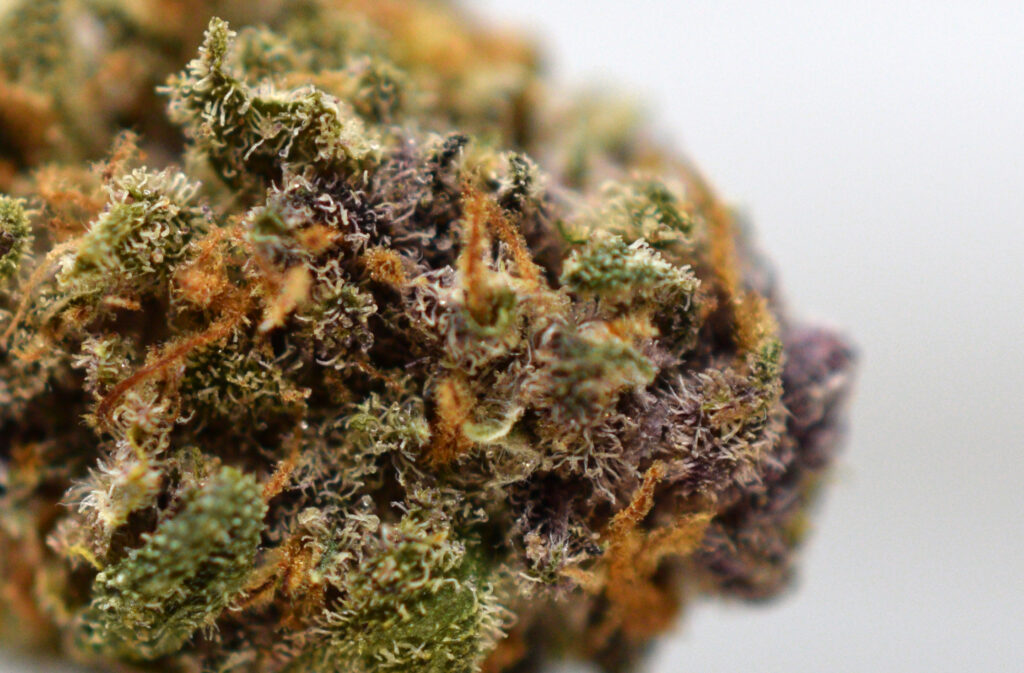 Purple Bomb Close Up