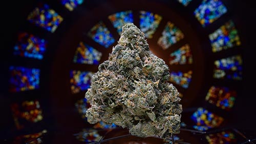 Farkas Farms - Rainbow Chip - Strain Showcase 500px